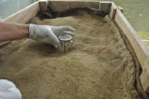 cacao fermentation aerobic Stage