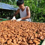 cacao fermentation aerobic Stage