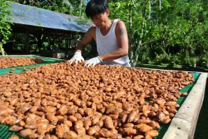 cacao fermentation aerobic Stage