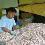 cacao fermentation anaerobic Stage