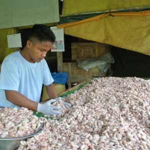 cacao fermentation anaerobic Stage