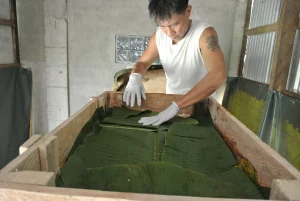 cacao fermentation anaerobic Stage