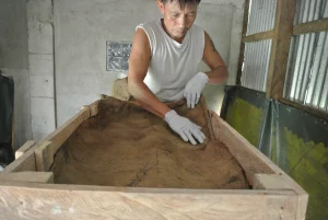 cacao fermentation anaerobic Stage